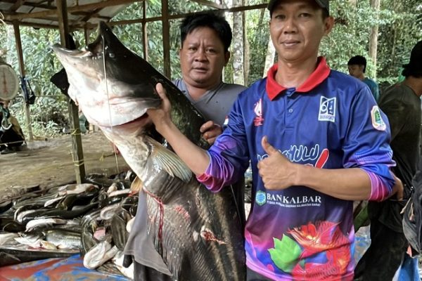 Anggota DPRD Hambali Bersama Warga Desa Bakong Permai Panen 2 Ton Ikan Tapah di Sungai Taman Tapah Nerian Permai